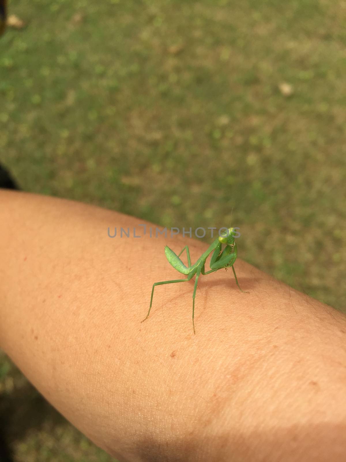 little green mantis on her arm