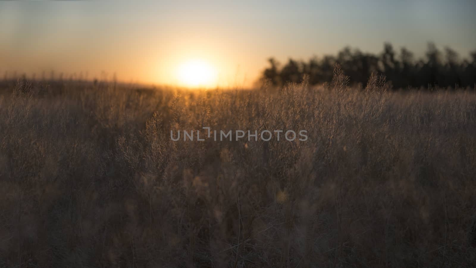 Calm of country meadow sunrise landscape background. Fields of Russia