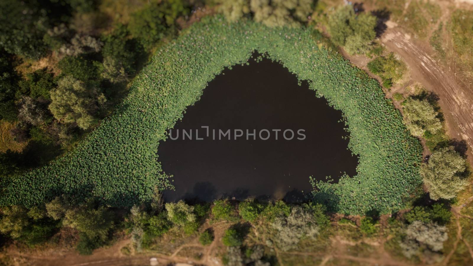 Lake of lotus in Russia. Aerial view by marynkin