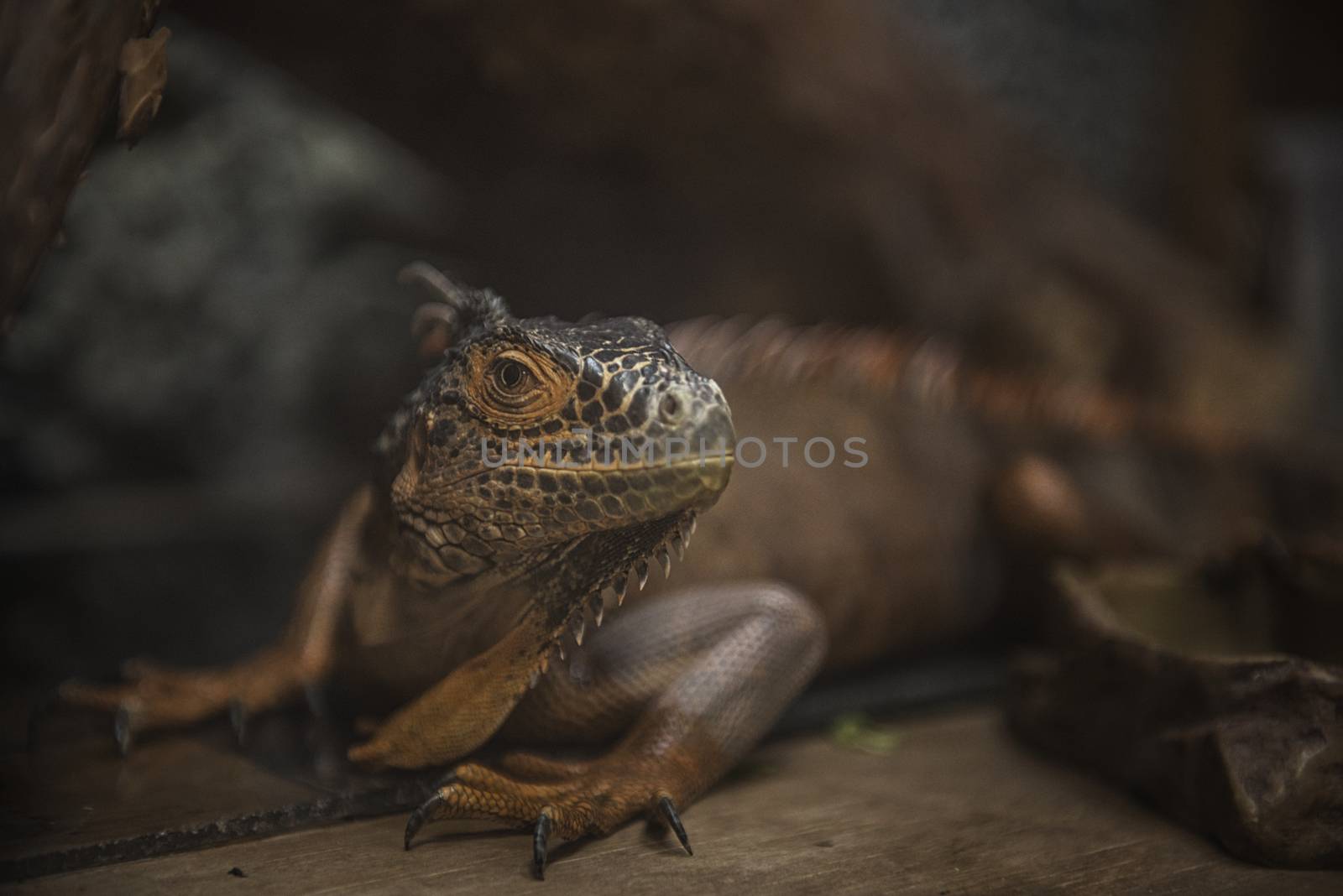 the head of the monitor lizard tracking the target by marynkin