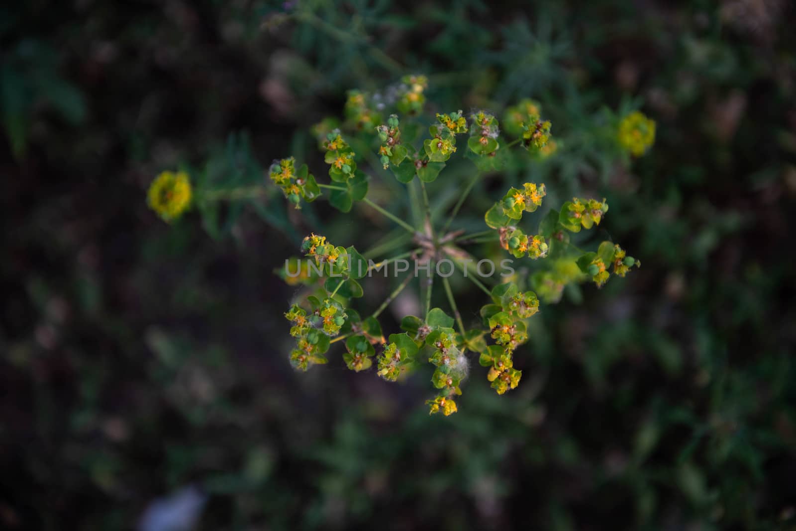 Wild Green flower on dark background.