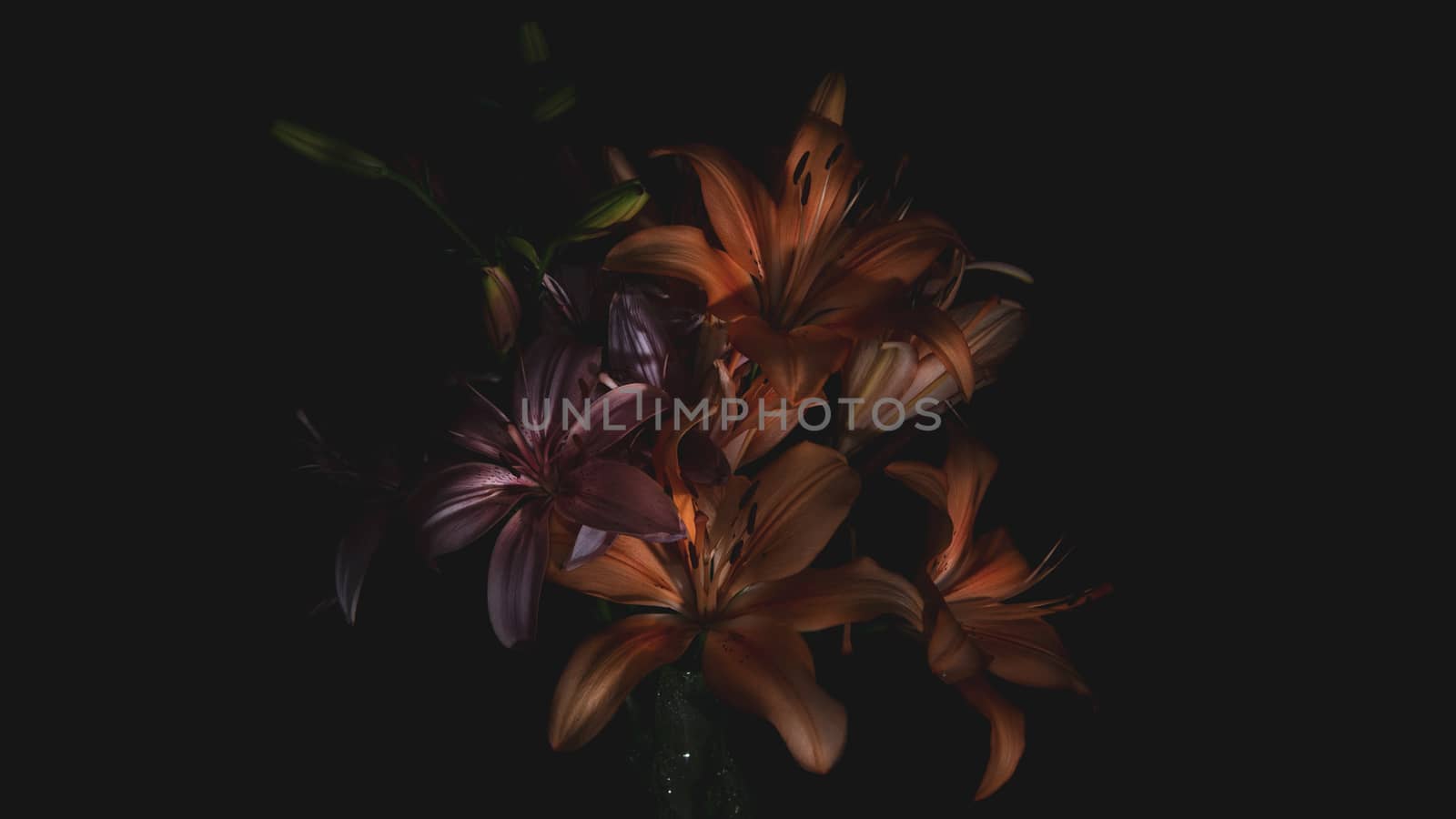 Yellow flowers on dark background.