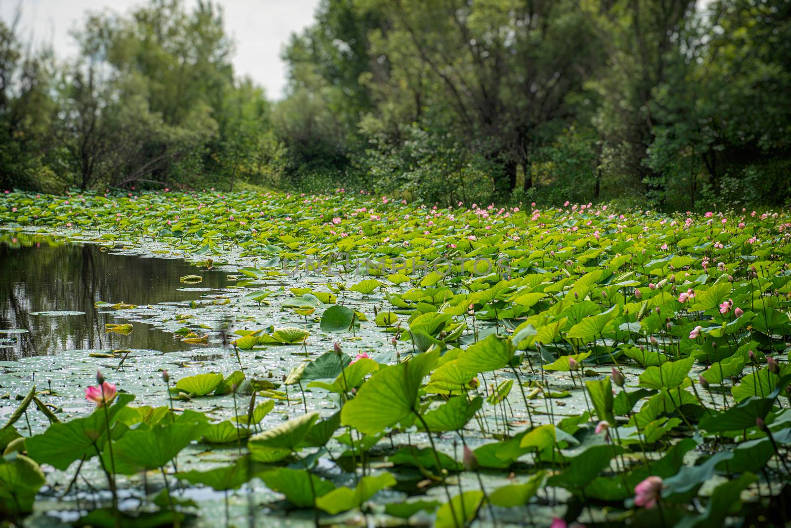 Lake of lotus in Russia. Field of lotus.