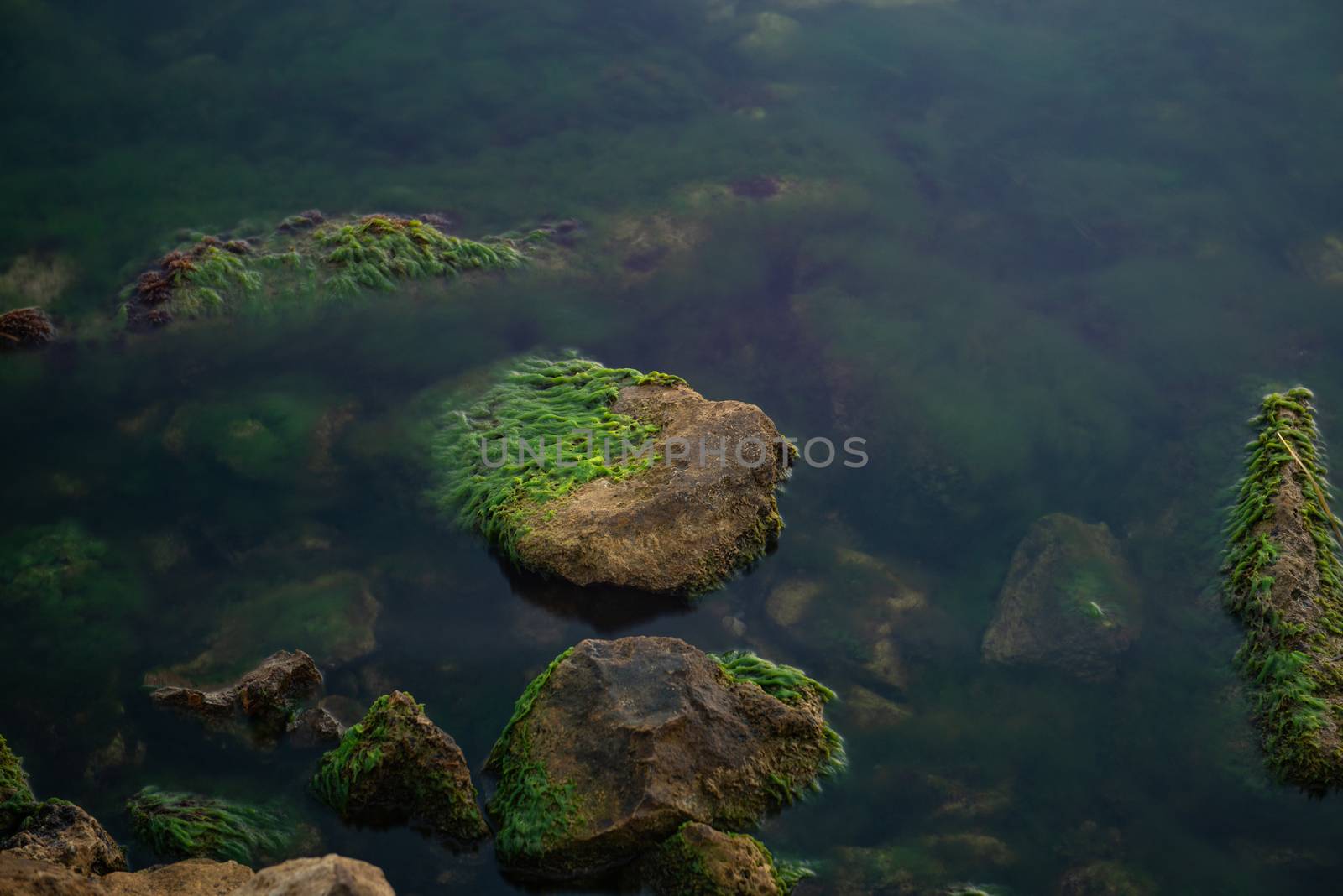 stone in the sea covered with green moss.