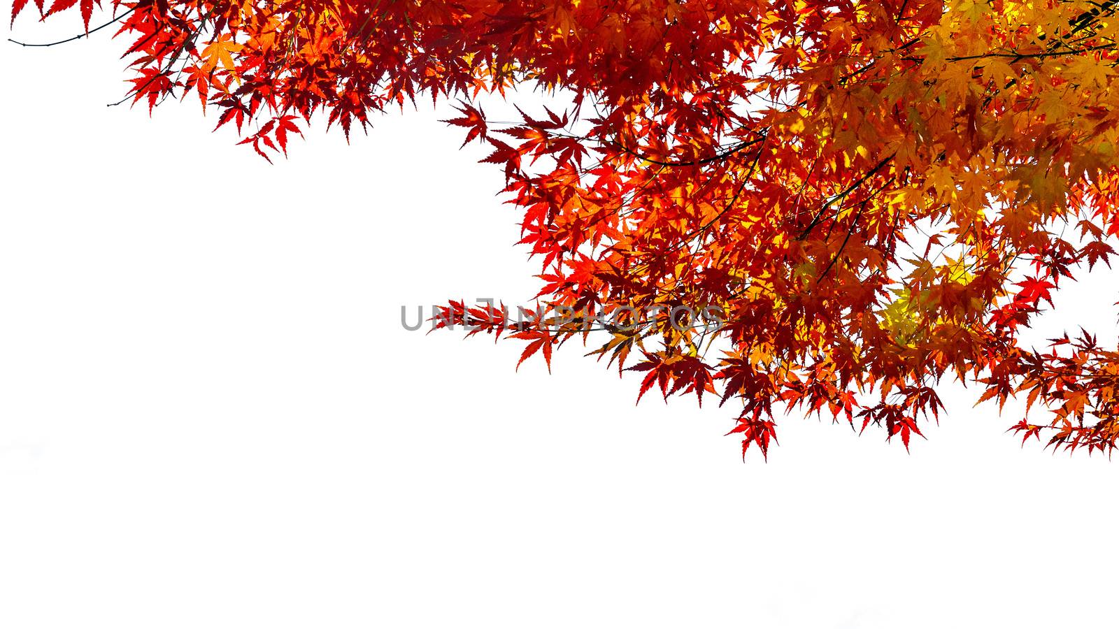 Red maple in autumn on white background.