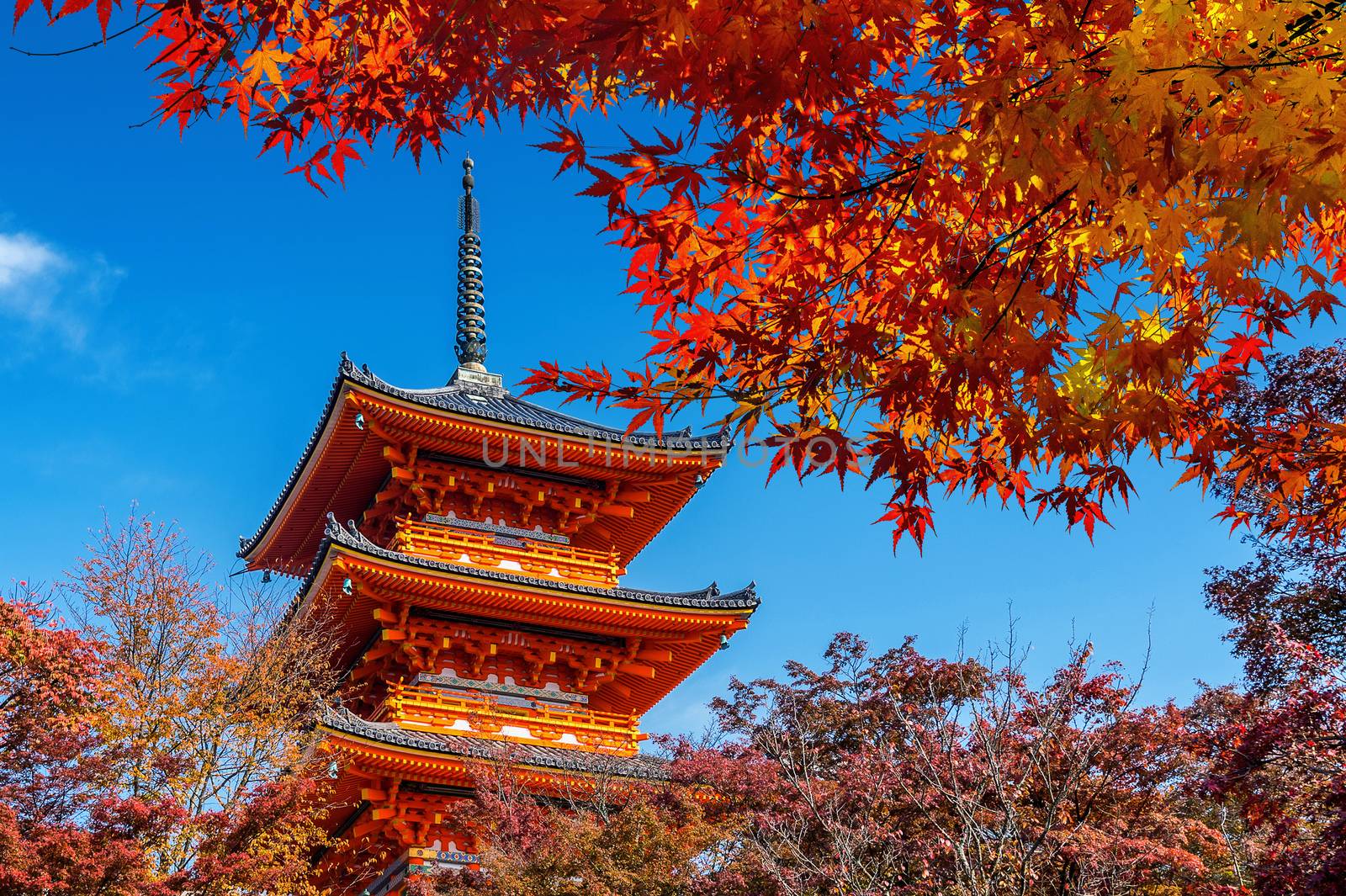 Red pagoda and maple tree in autumn, Kyoto in Japan. by gutarphotoghaphy