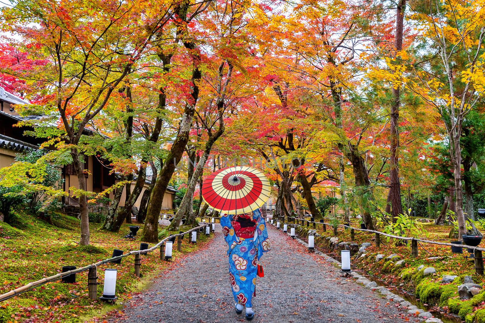 Asian woman wearing japanese traditional kimono walking in autumn park. by gutarphotoghaphy