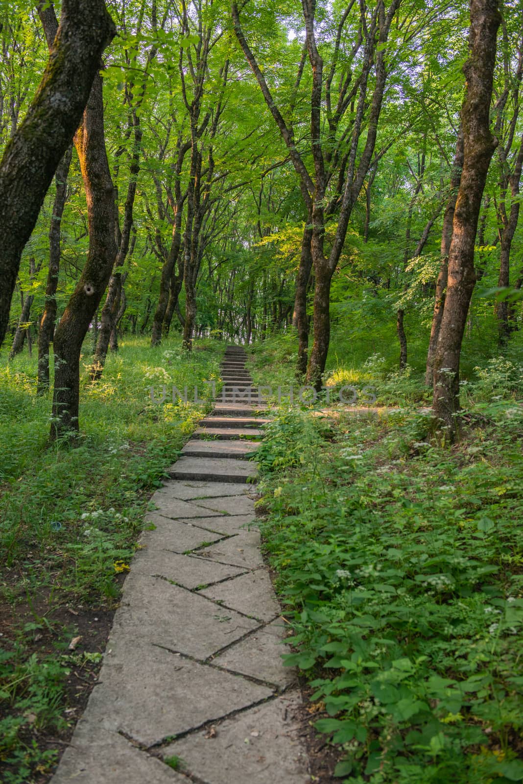 Personal perspective of walking on a path in the forest. by marynkin