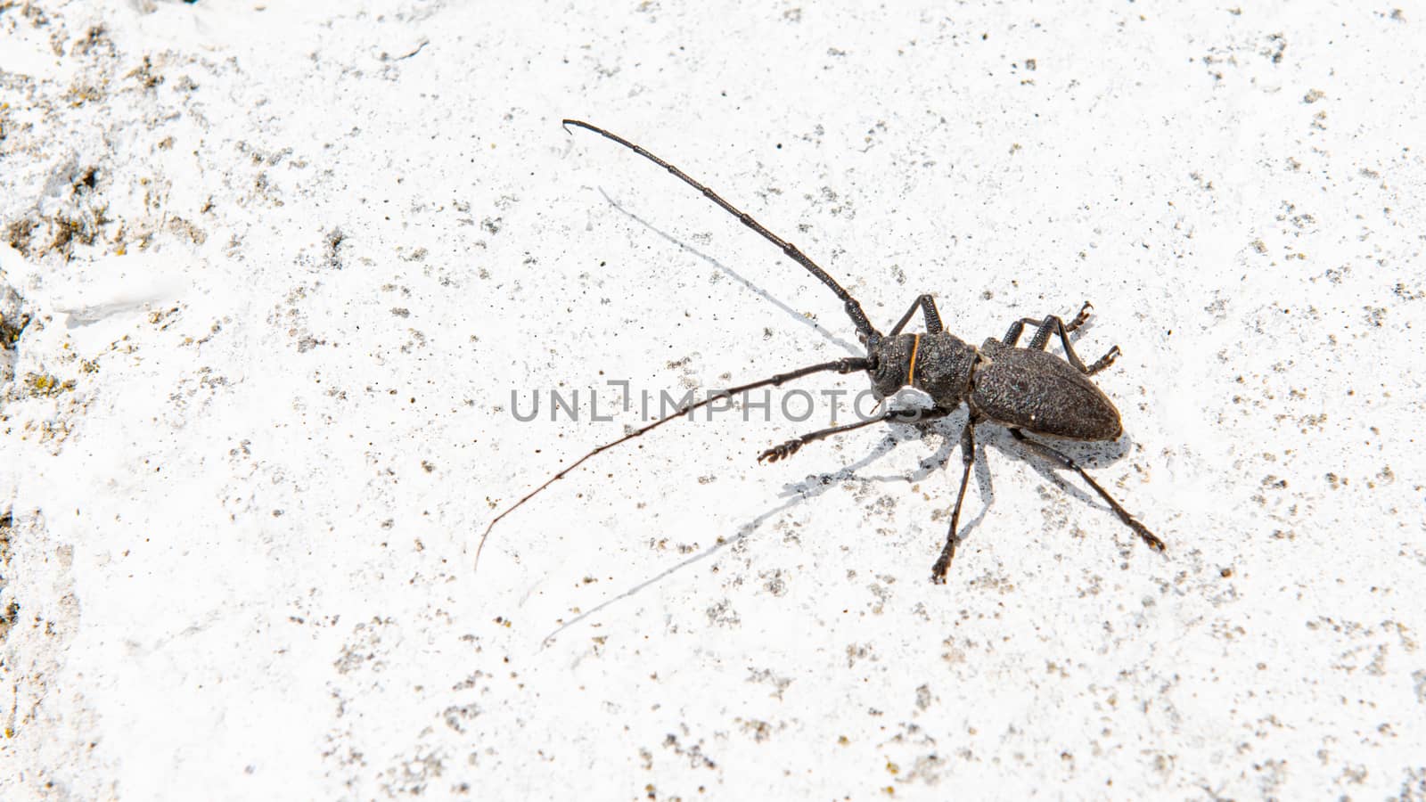 The Pine sawyer beetle Monochamus galloprovincialis from family Cerambycidae on a white background by marynkin
