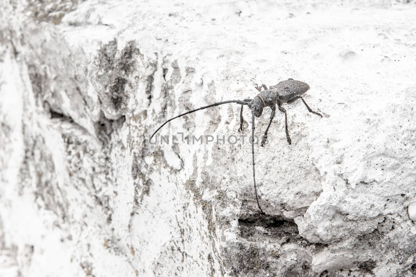 The Pine sawyer beetle Monochamus galloprovincialis from family Cerambycidae on a white background.