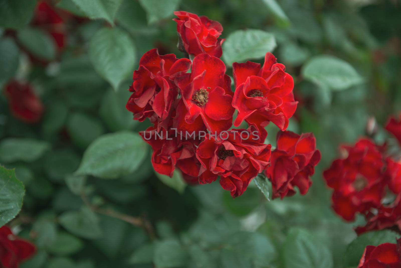 Garden red flowers on green background by marynkin