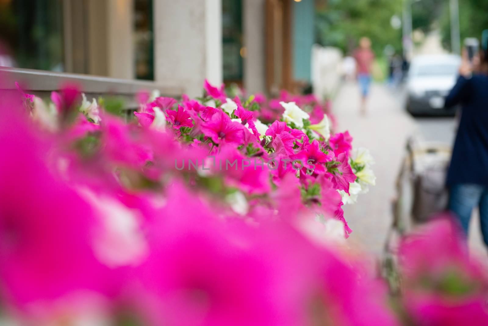 Garden flowers on street. Backdrop with copy space.