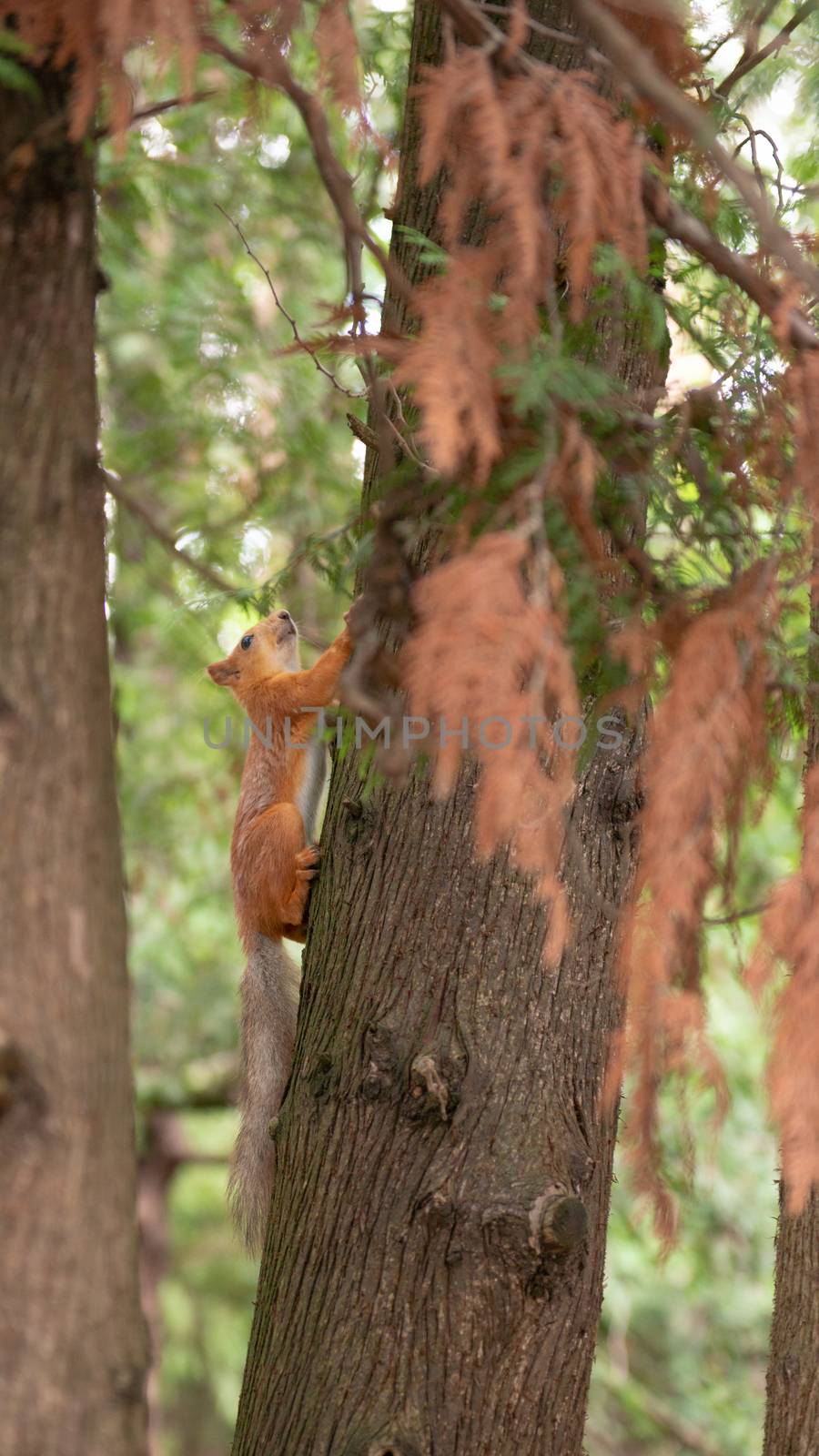 squirrel on a tree in green park by marynkin