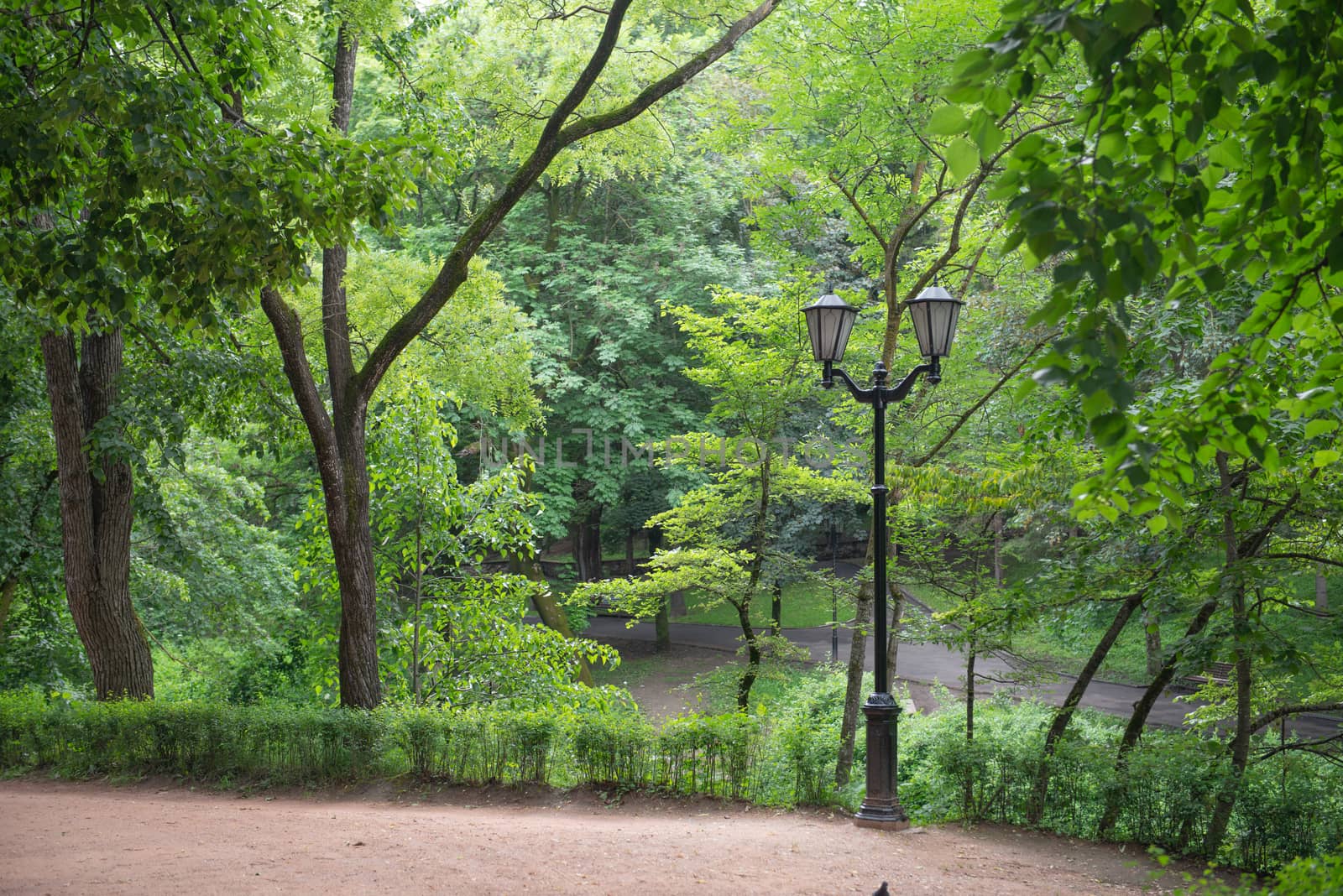 Forest park after rain with wet road by marynkin