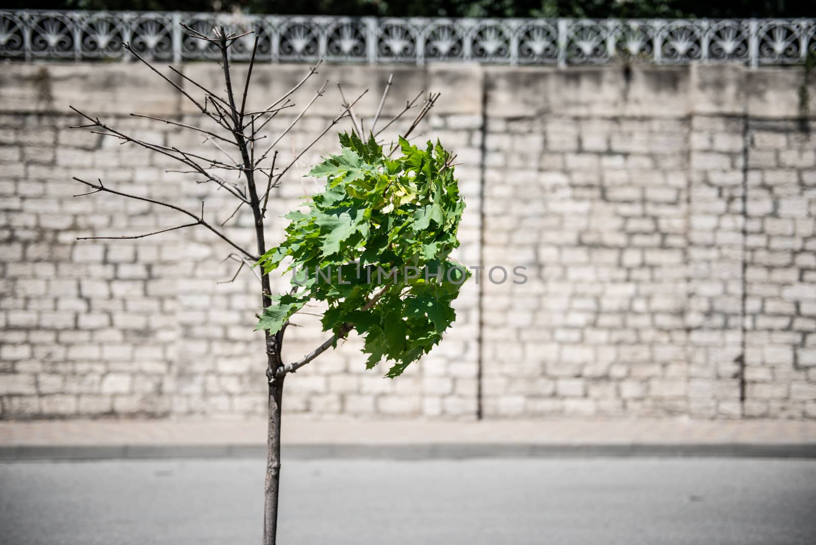 Lonely green tree wind resistance on brick background