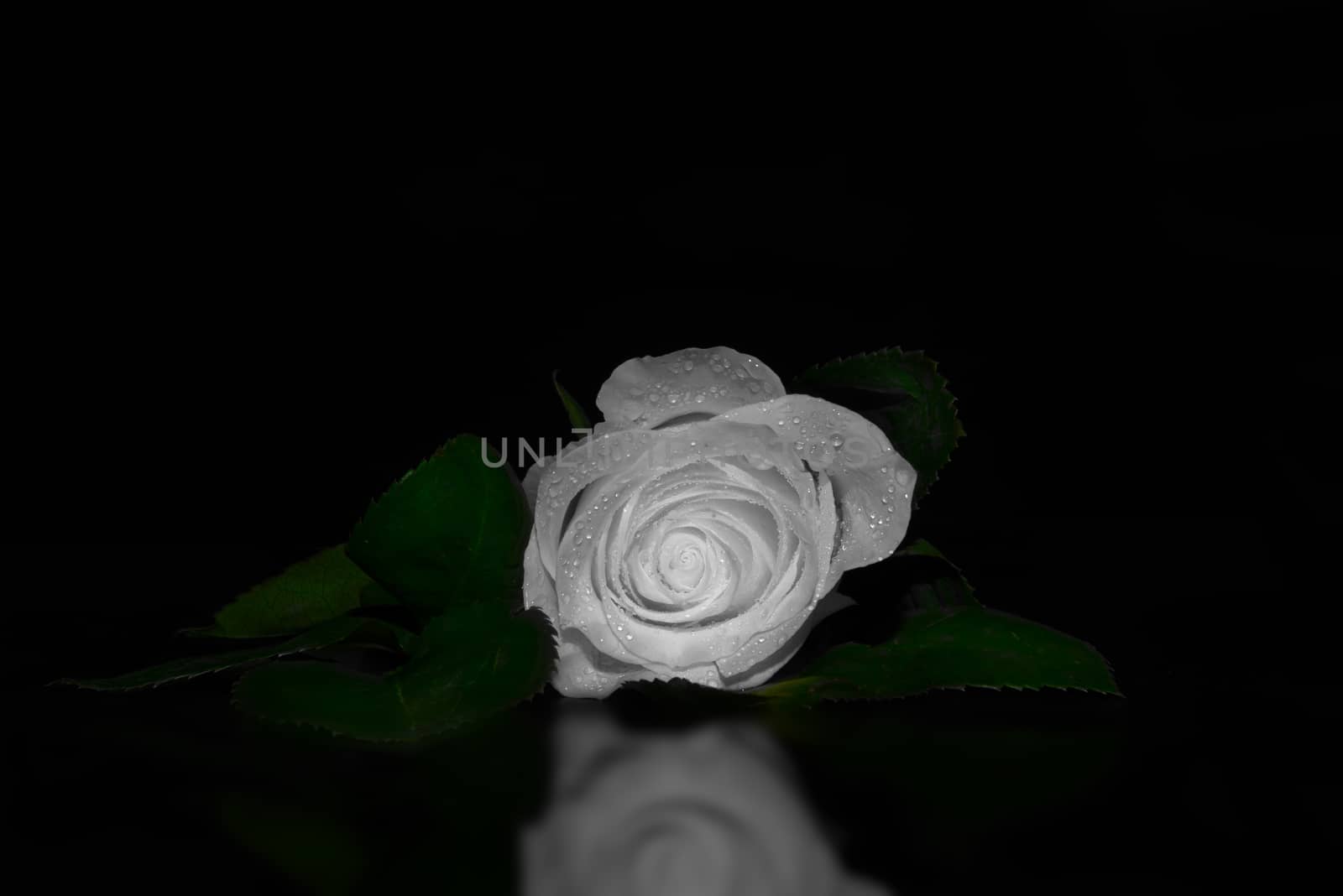 A close up of a extra white rose with place for romantic text by marynkin