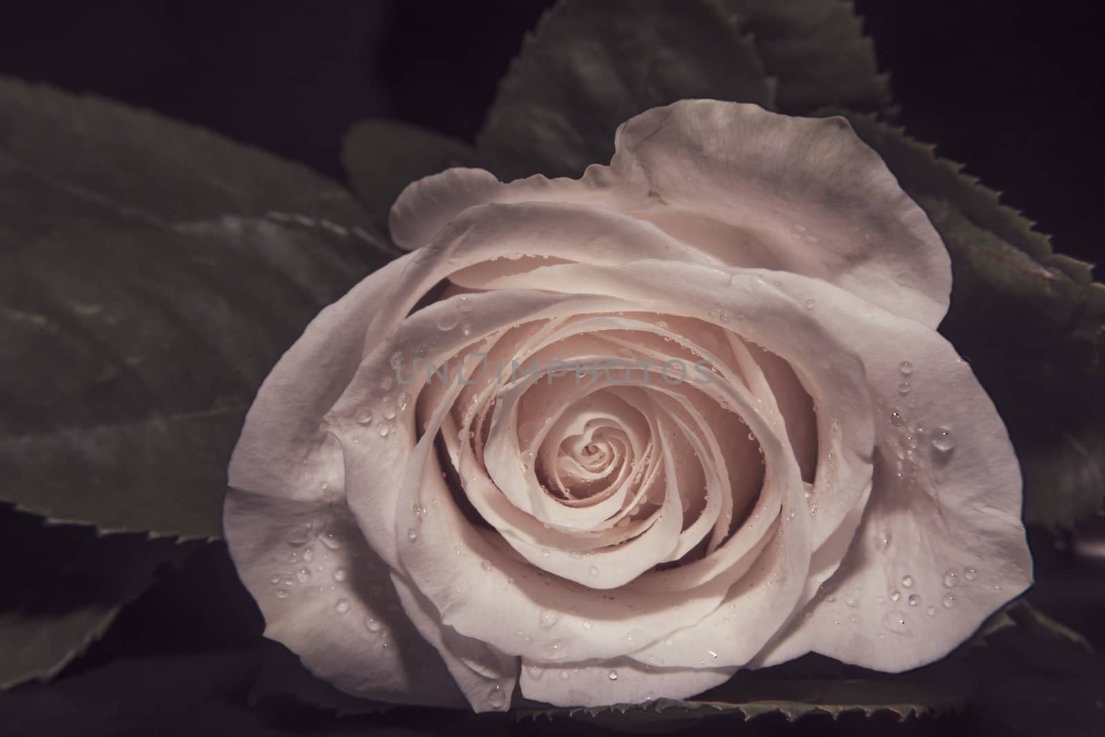 A close up macro shot of a white rose,valentine background with water drops by marynkin
