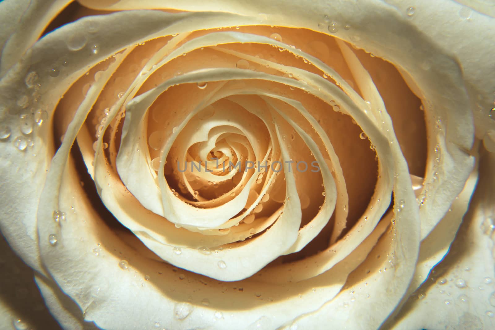 A close up macro shot of a rose,valentine background with water drops by marynkin