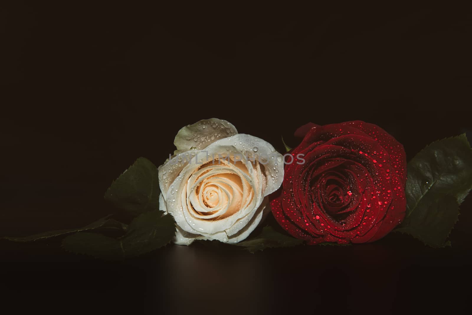 A close up macro shot of a two roses, ceremonial background with water drops by marynkin