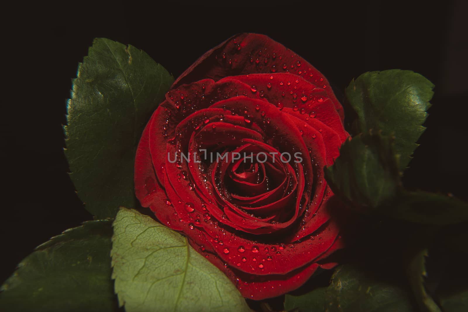 A close up macro shot of a rose,valentine background with water drops by marynkin