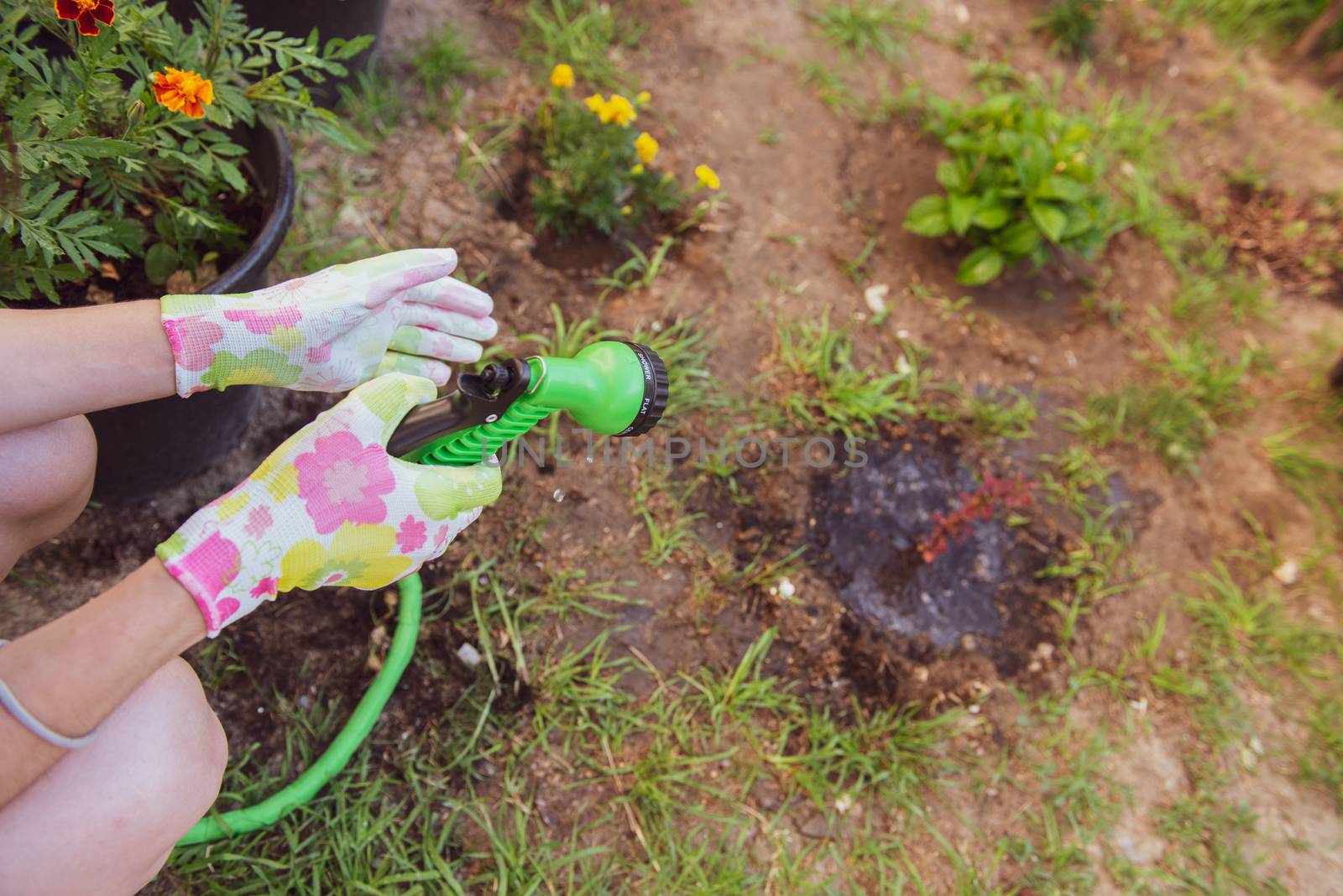 transplanting flowers in the garden by marynkin