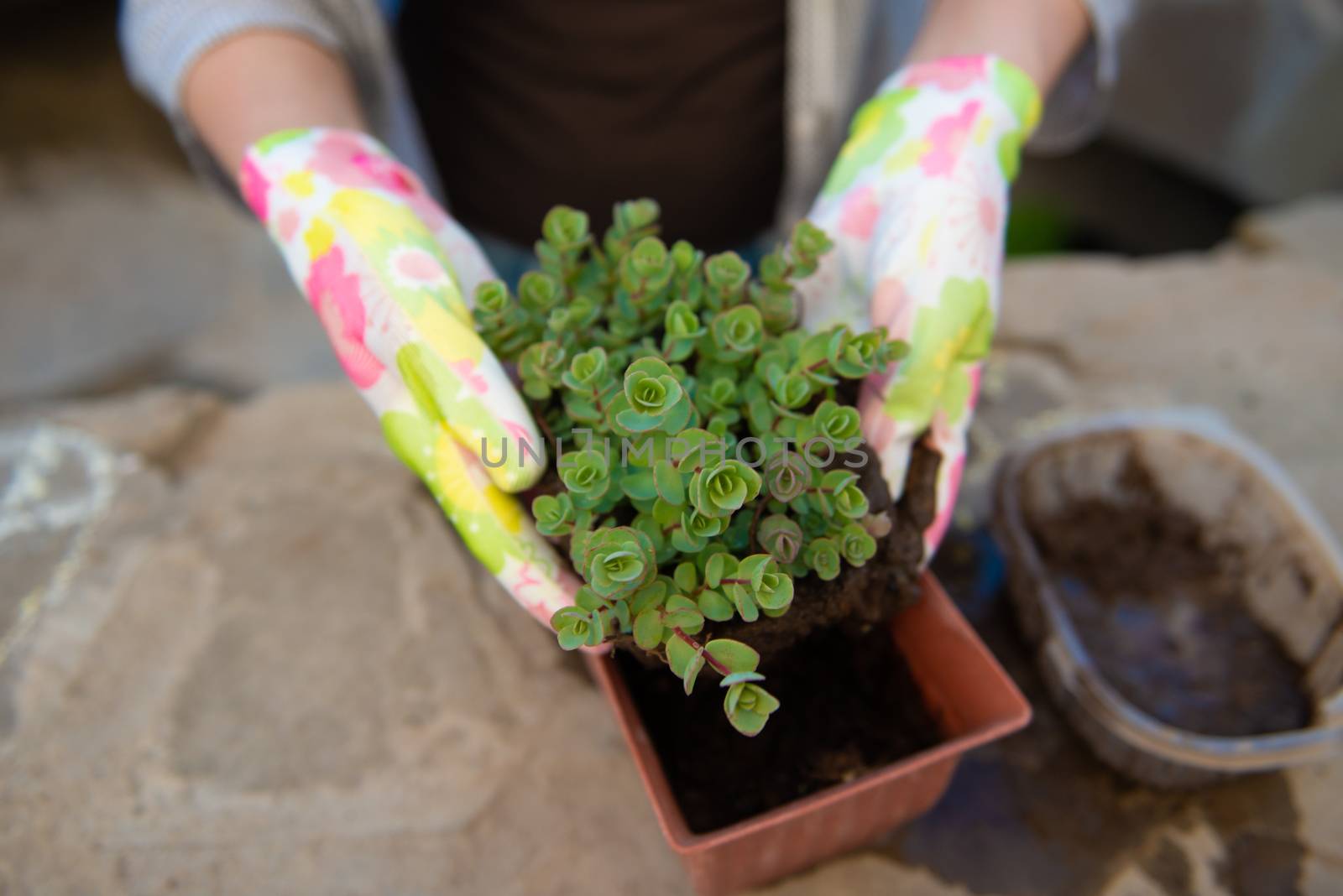 Female hands in garden gloves transplant a flower by marynkin