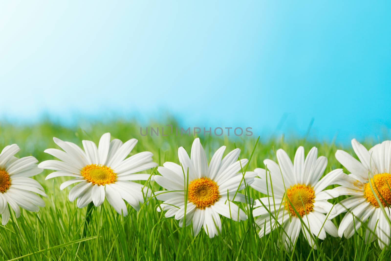 Row of chamomiles in spring grass under blue sky