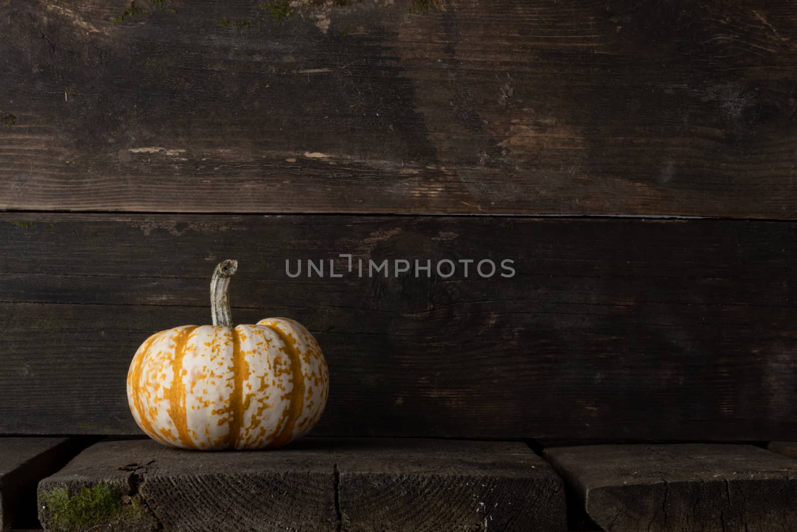 One striped yellow pumpkin on dark wooden background , Halloween concept , copy space for text