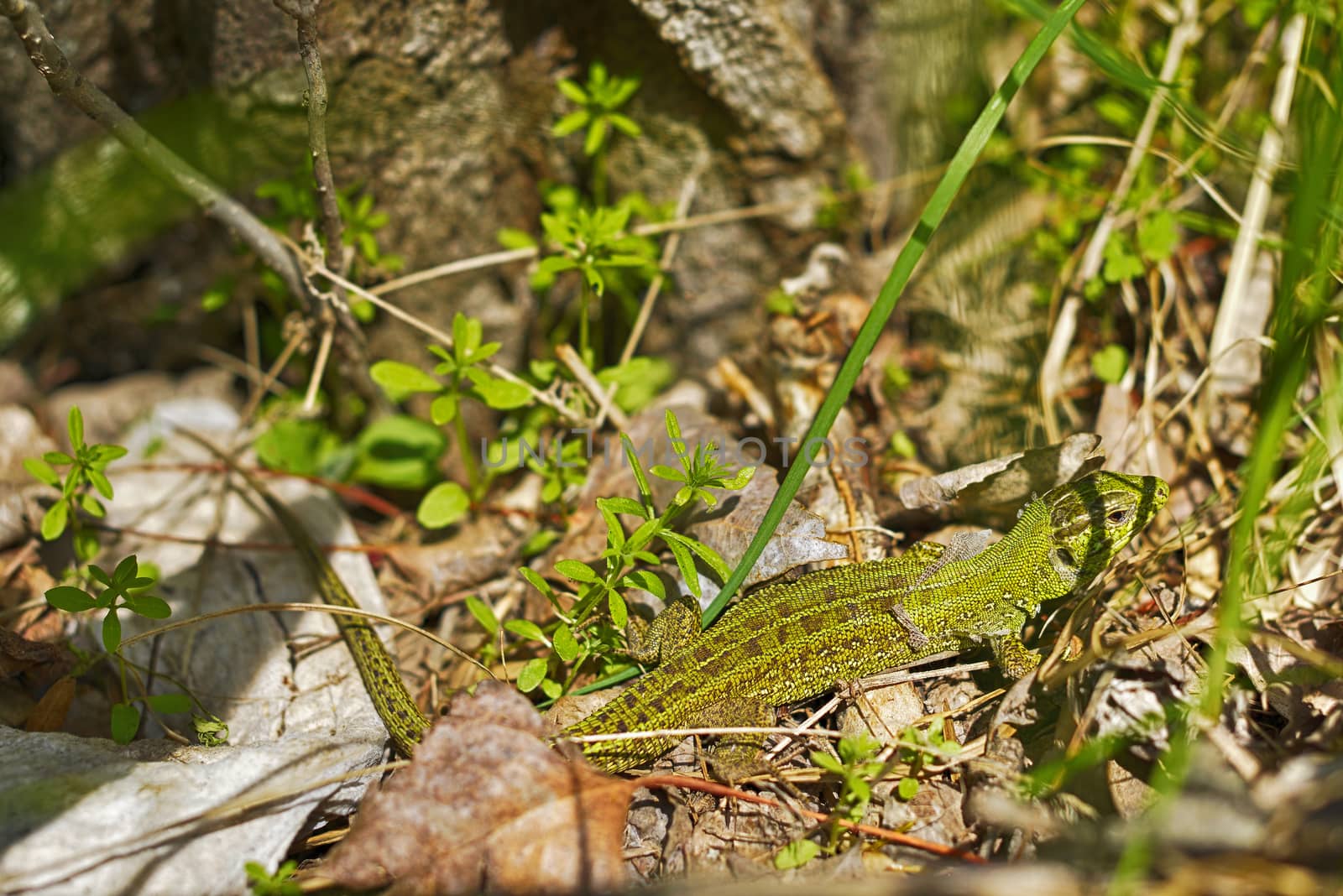 Lizard sitting in the thick green grass by marynkin