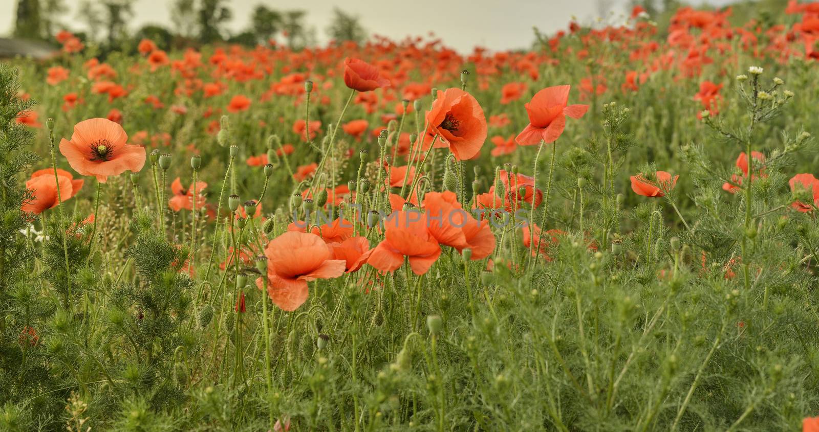 Flowers Red poppies blossom on wild field. by marynkin