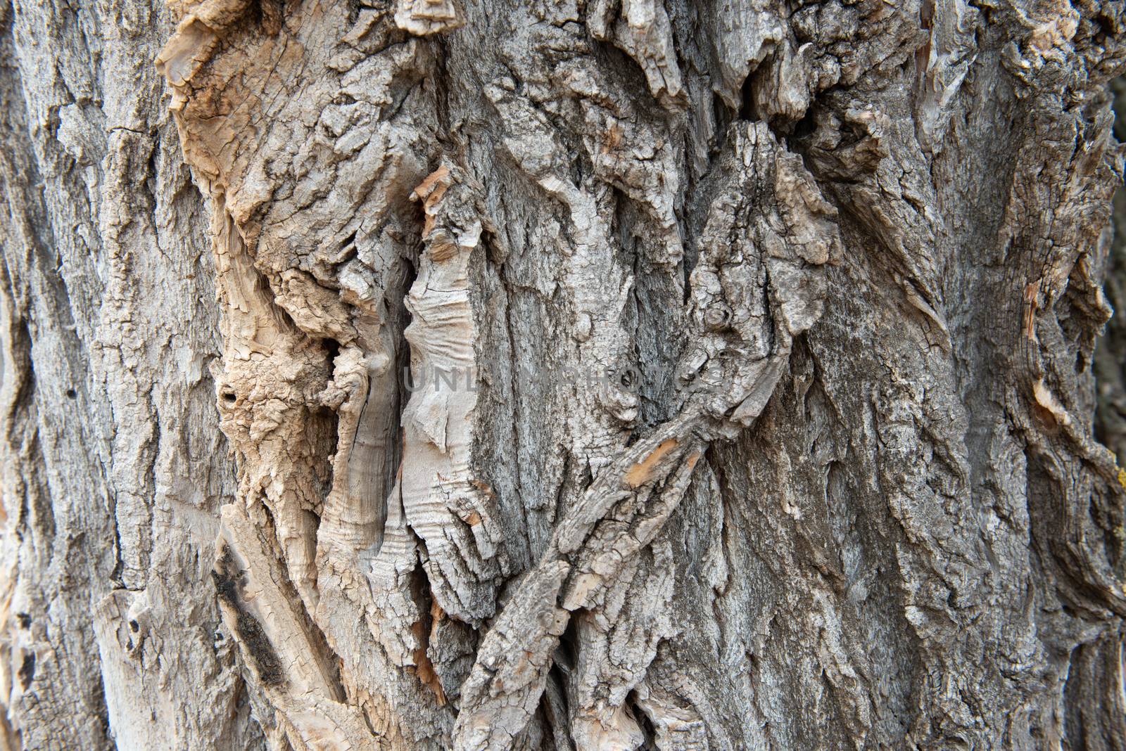 dry tree bark texture background by marynkin