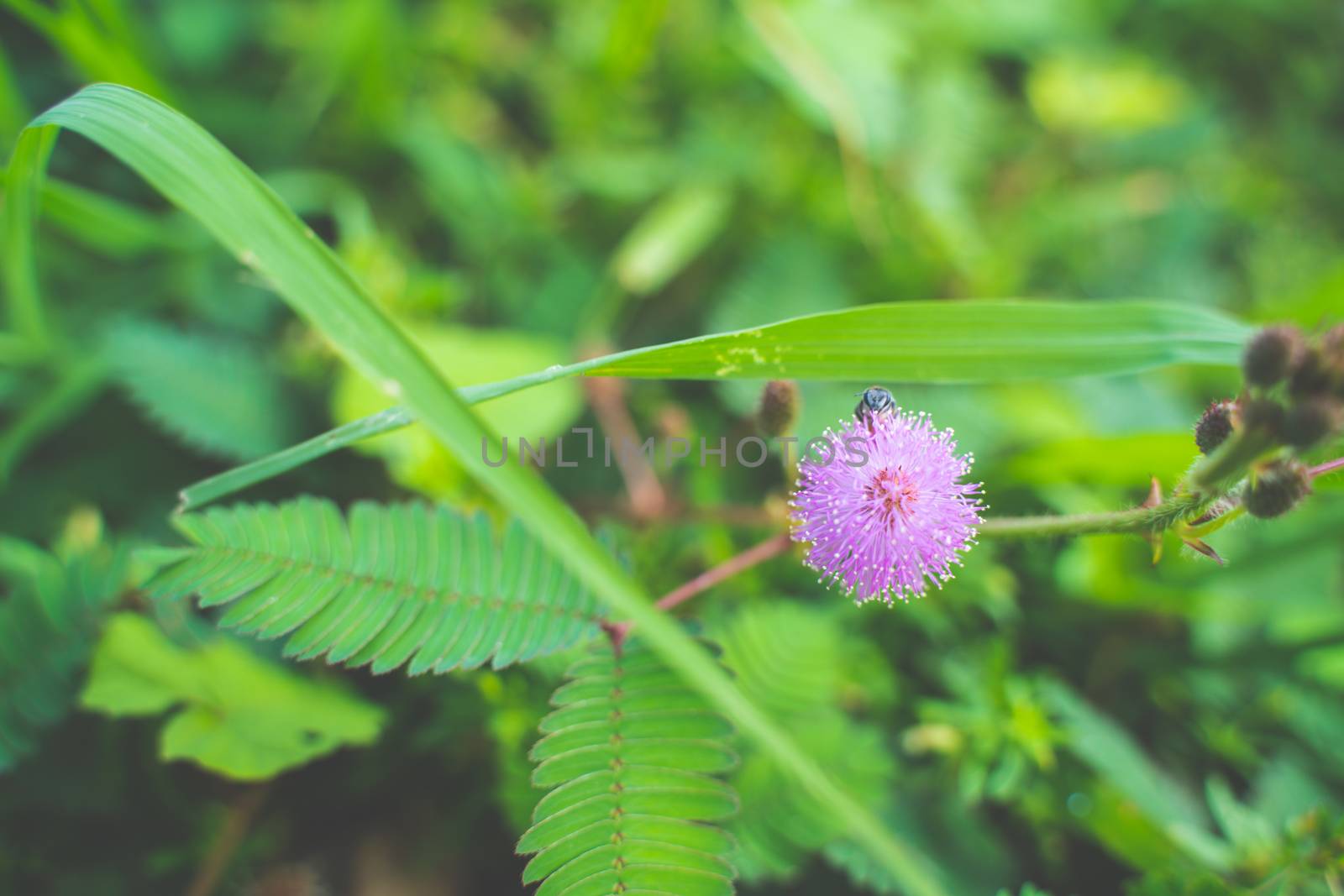 Closeup to Sensitive Plant Flower, Mimosa Pudica. by peerapixs