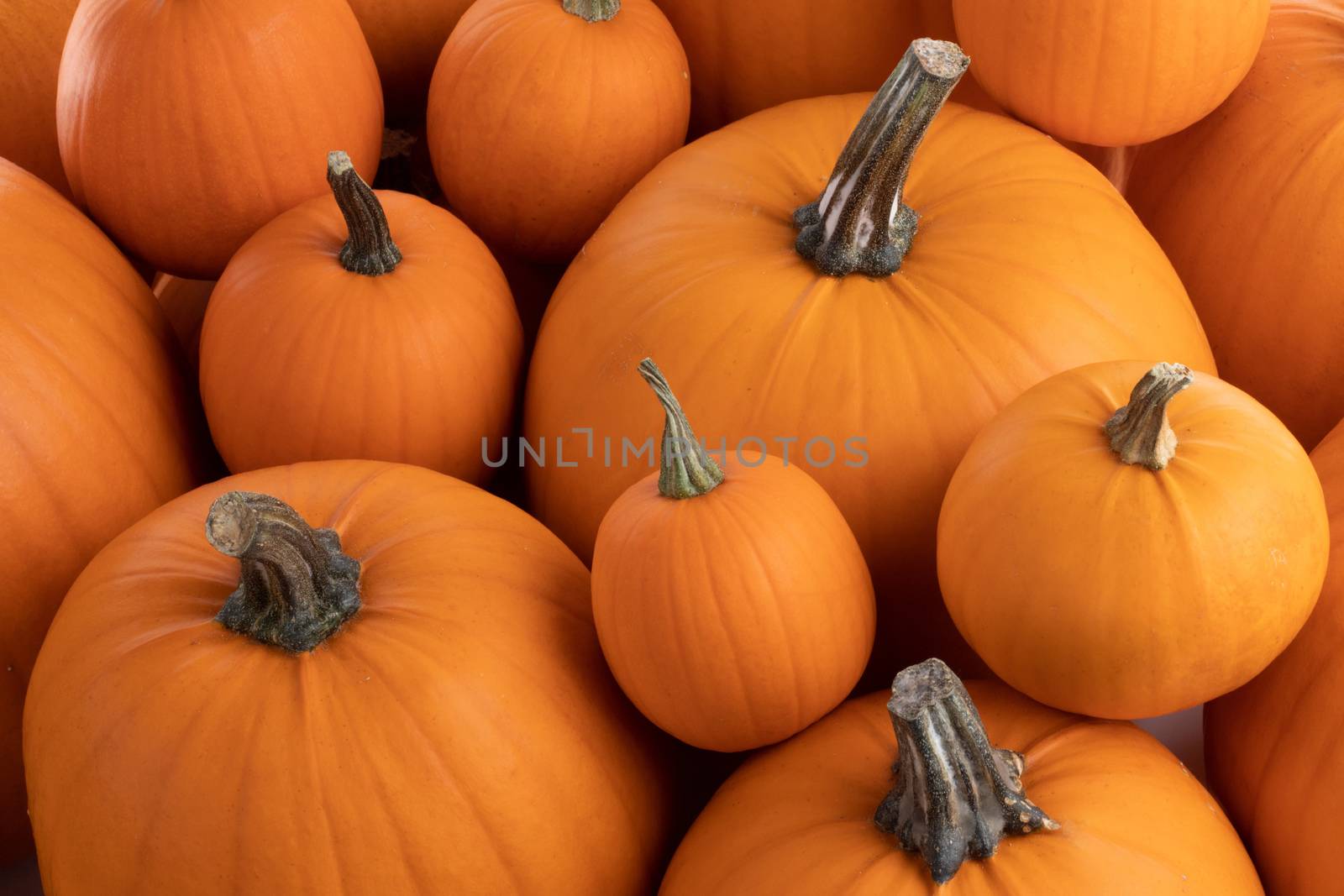 Many orange pumpkins background , Halloween holiday concept