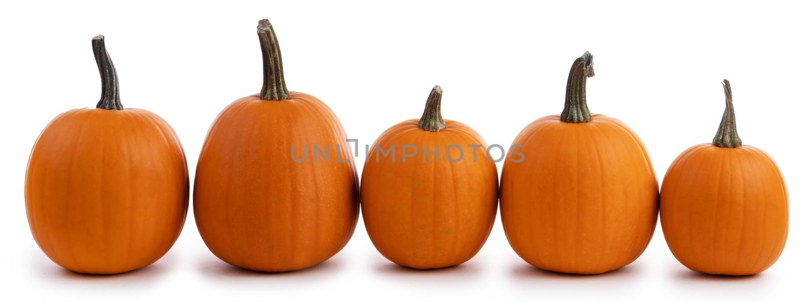 Five perfect pumpkins isolated on white background