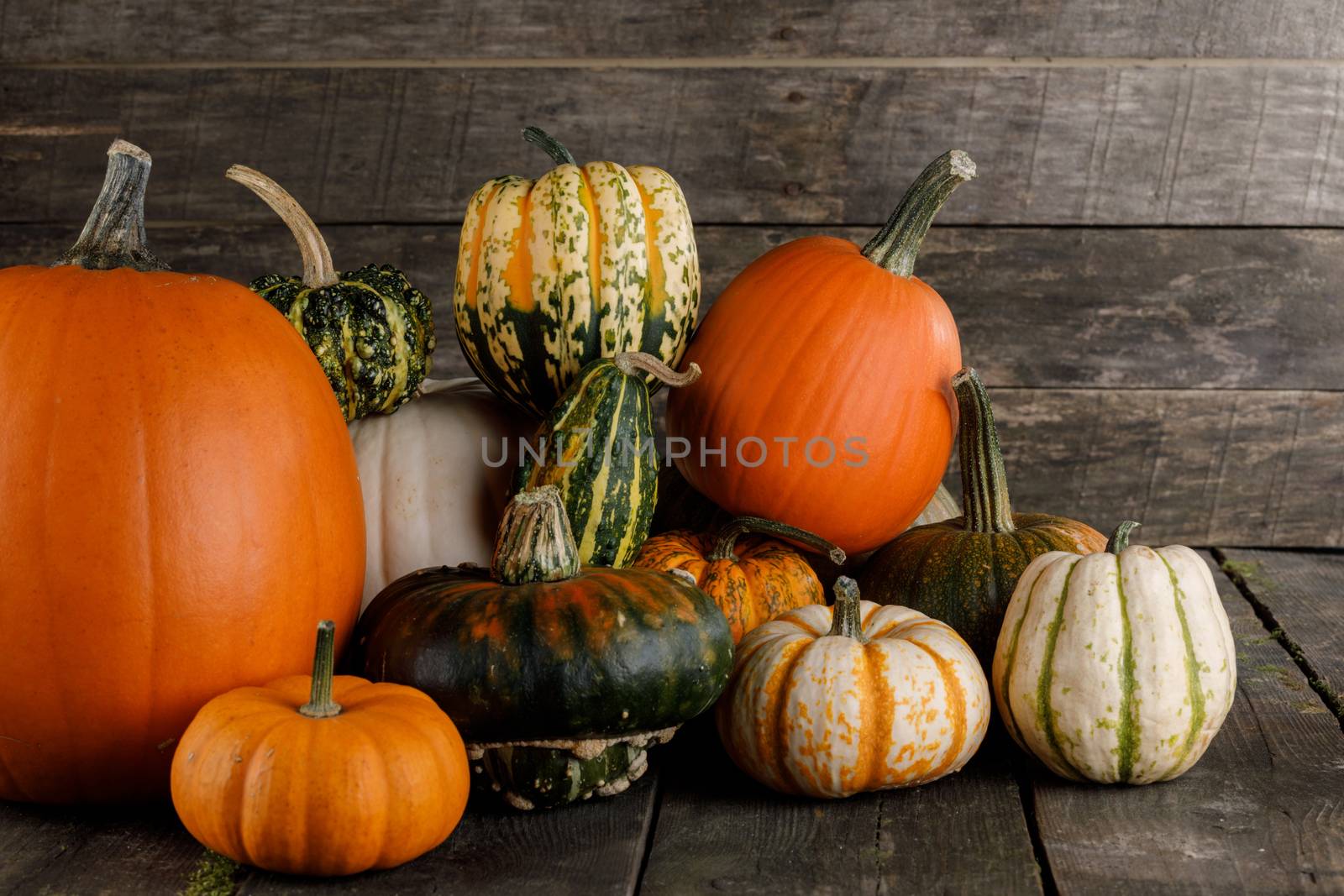 Many orange pumpkins on dark wooden background , Halloween or Thanksgiving day concept