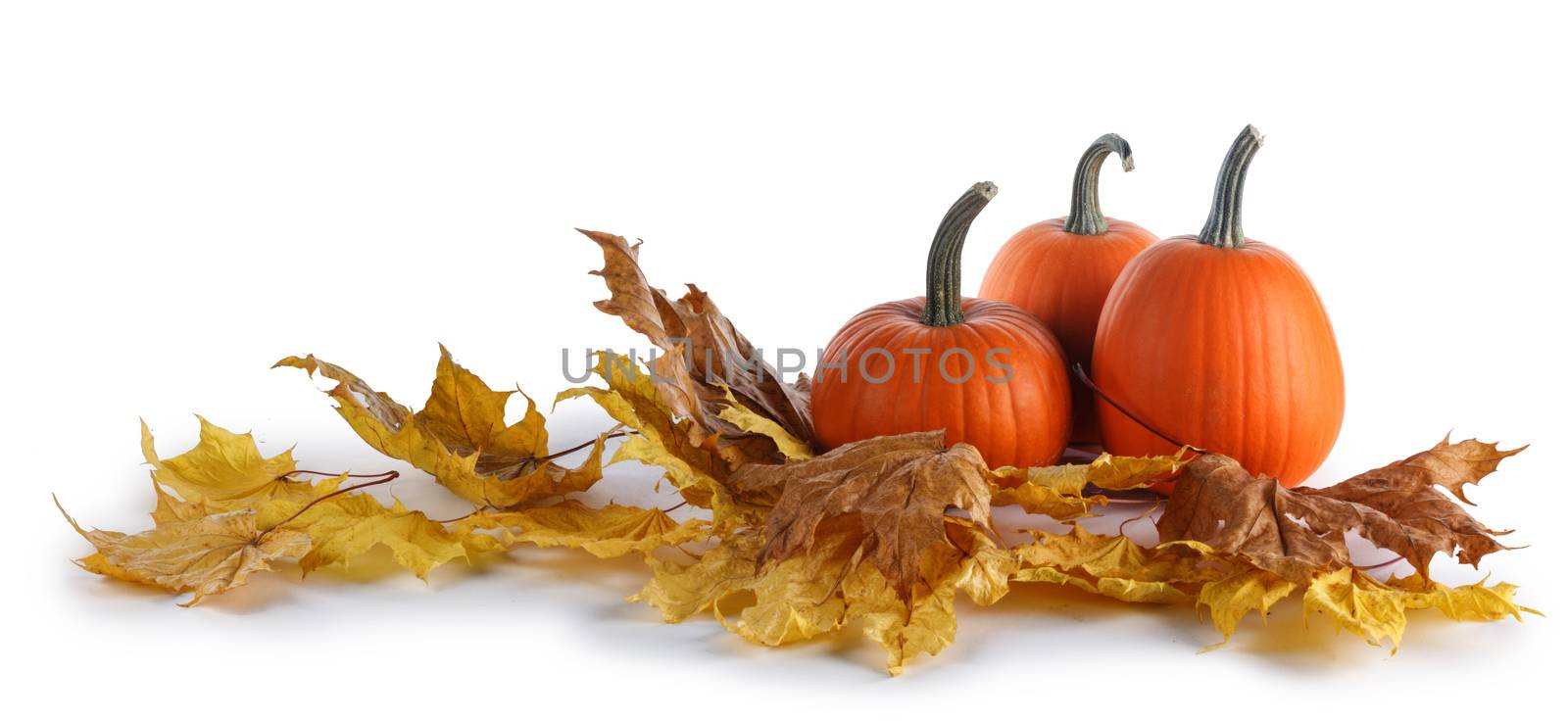 Autumn arrangement of pumpkins with yellow autumn dry maple leaves isolated on white background