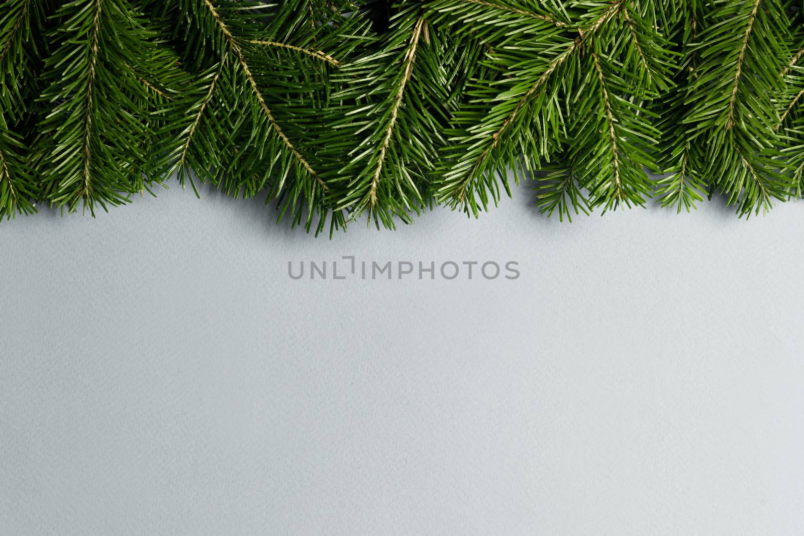 Natural fir Christmas tree border frame on white , copy space for text