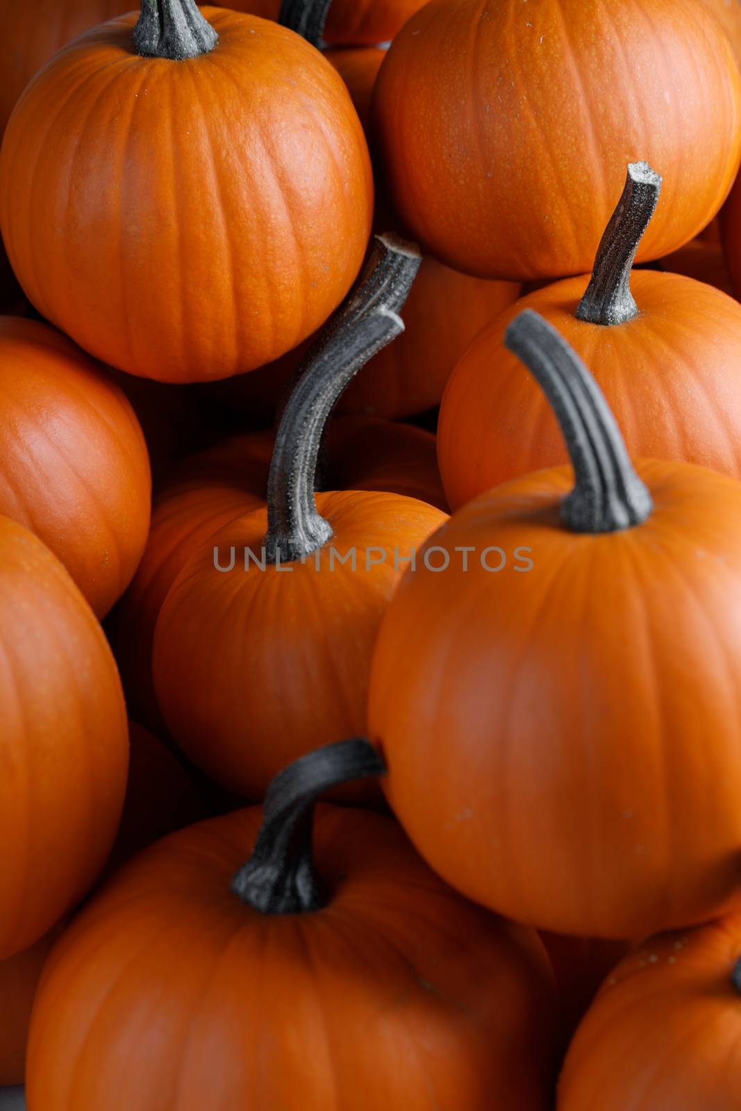 Many pumpkins background by Yellowj