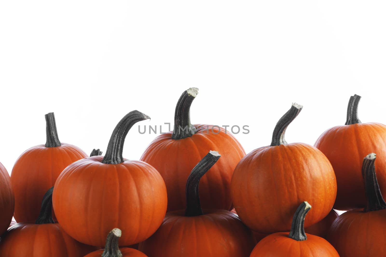 Heap of many orange pumpkins isolated on white background , Halloween concept
