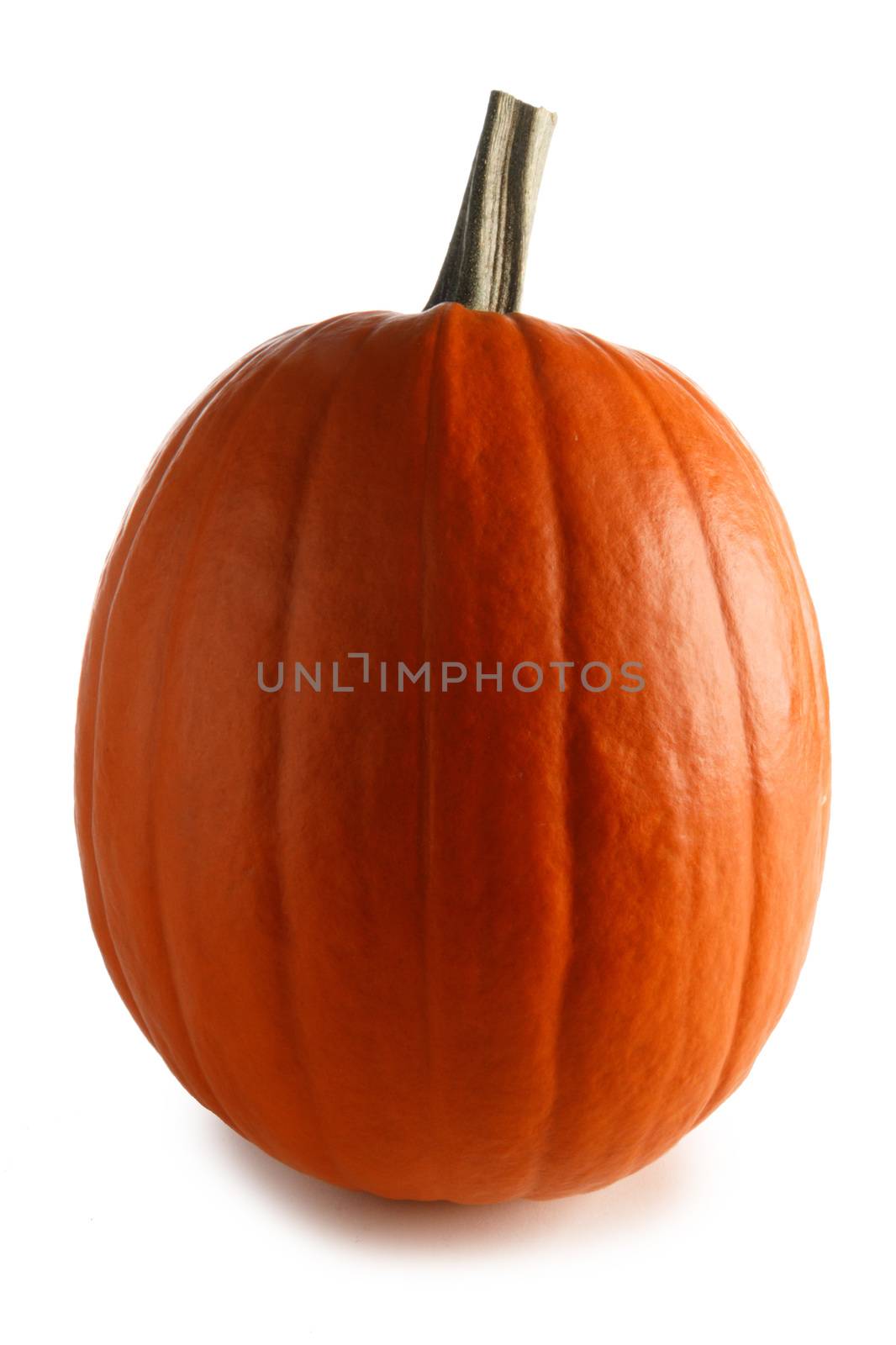 One perfect pumpkin isolated on white background