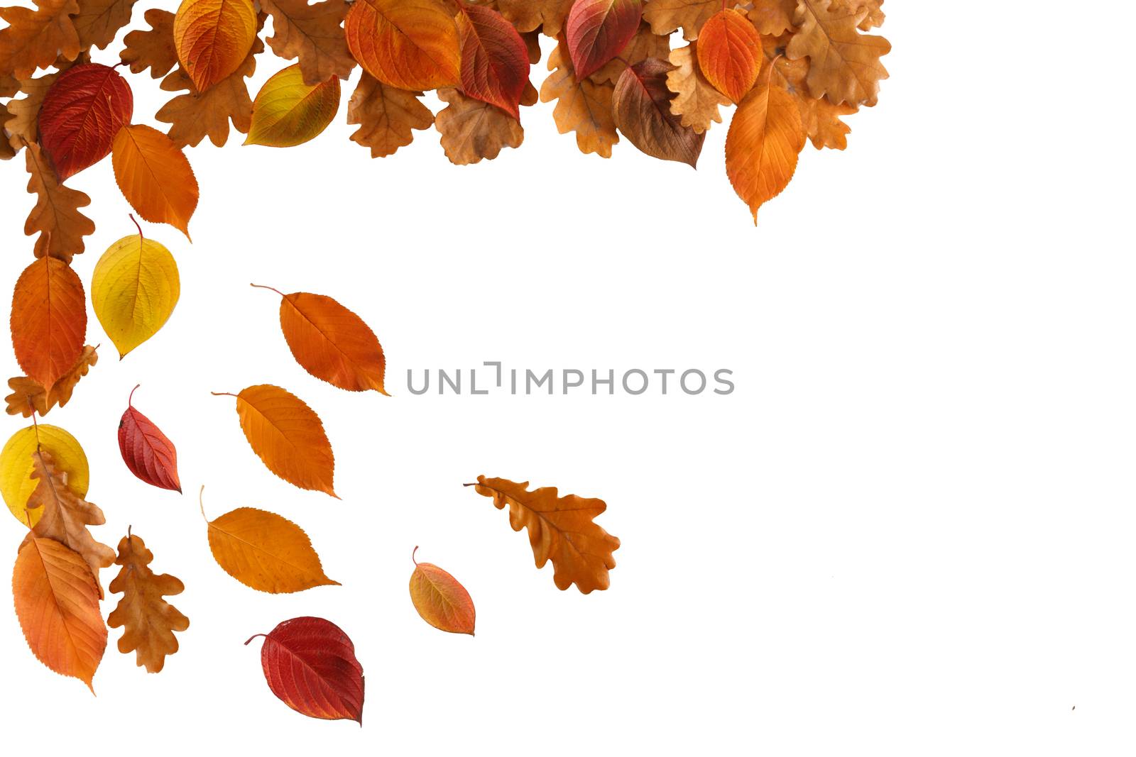 Autumn leaves border frame isolated on white background