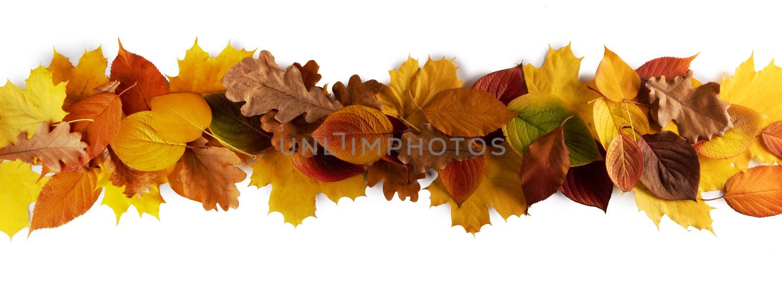 Autumn leaves stripe by Yellowj