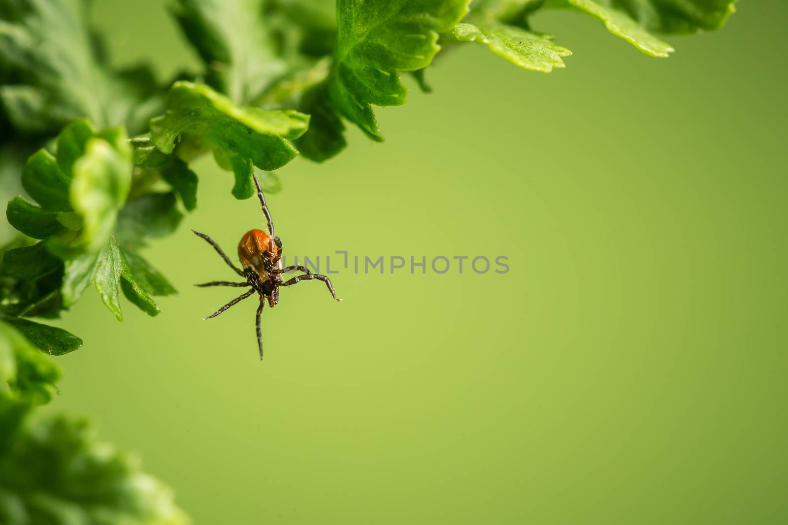 Wood tick hangs on a leaf. Green background.