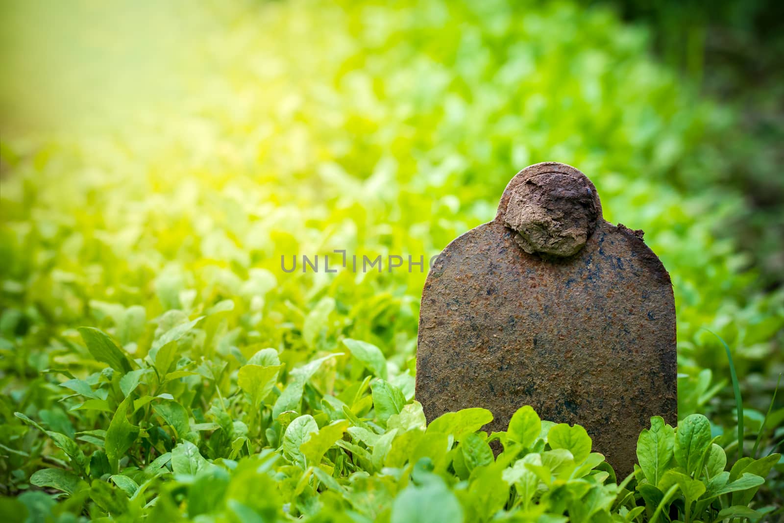 Hoe stuck in the ground of vegetable garden and morning sunlight at organic farm. Concept of agriculture. Closeup and copy space for text.