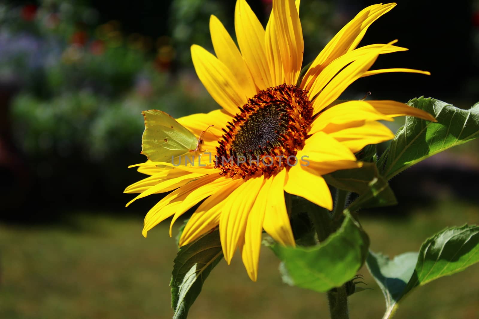 The picture shows a brimstone butterfly on a sunflower.