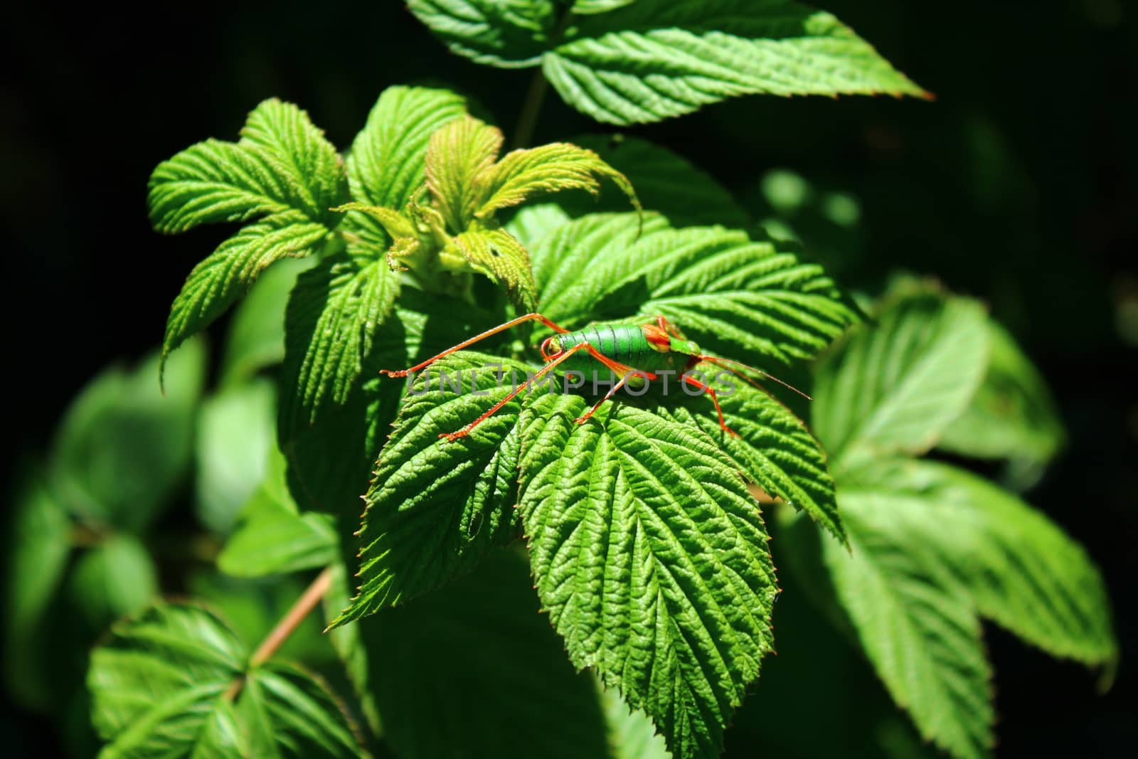 The picture showd a grasshopper on a rapberry leaf.