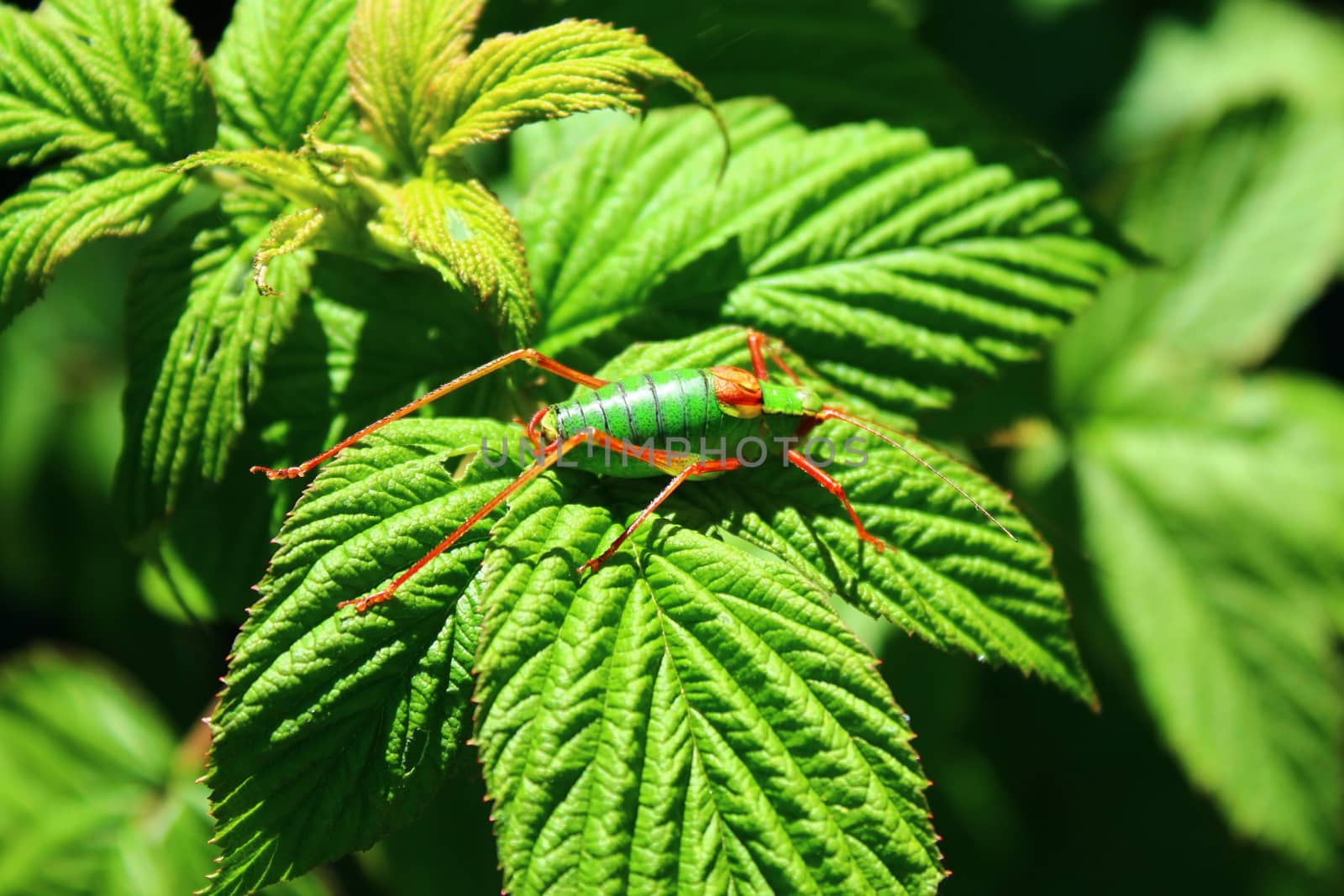 grasshopper on a rapberry leaf by martina_unbehauen