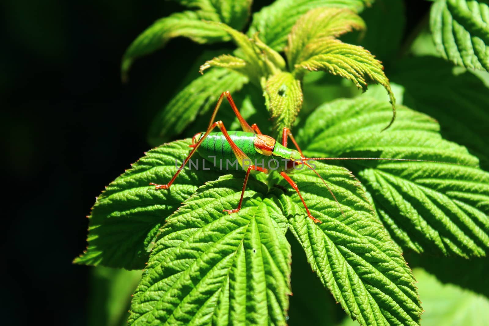 grasshopper on a rapberry leaf by martina_unbehauen