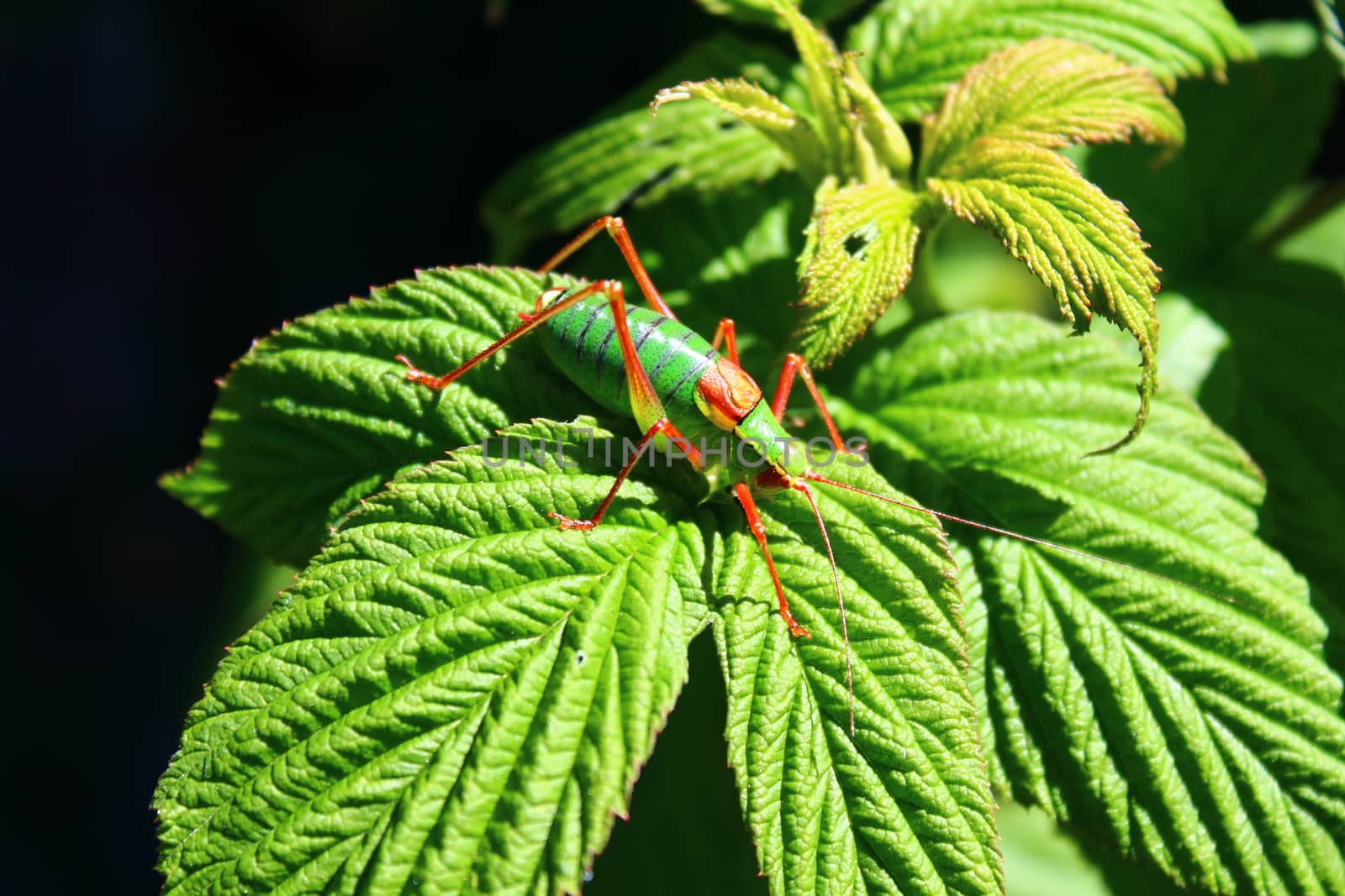 grasshopper on a rapberry leaf by martina_unbehauen