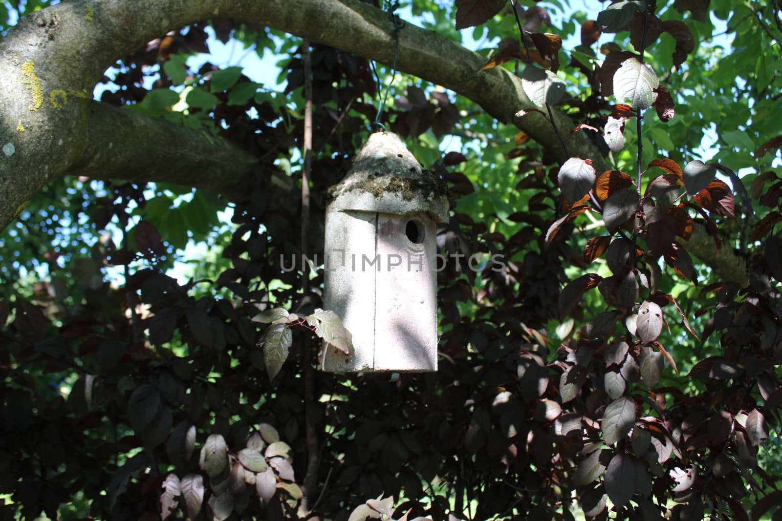 The picture bird house in the walnut tree.